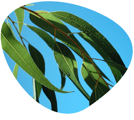 Gumleafs-natural